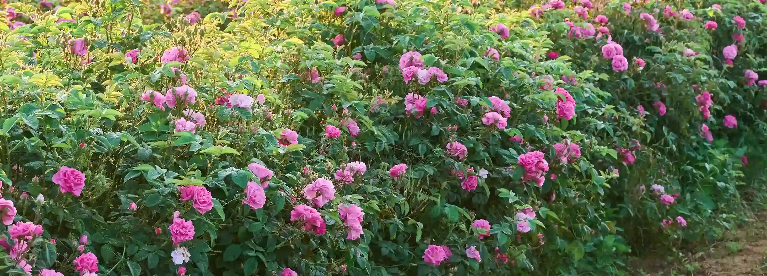 Vergleich der Inhaltsstoffe von Rosenblüten