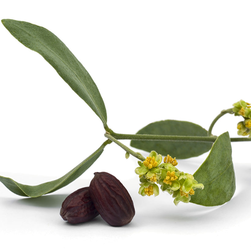 Jojobaöl gesichtsöl simmondsia chinensis