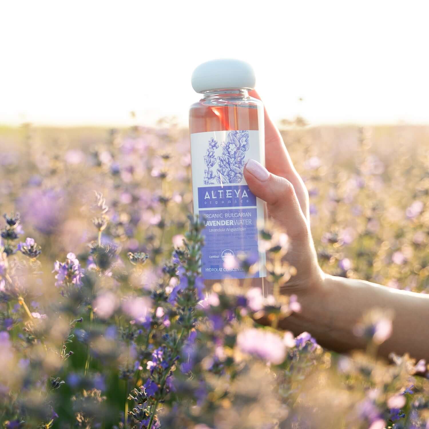 bio bulgarisches lavendelblütenwasser 250 ml - Dieser wohlduftende Blütenspray stellt den Feuchtigkeitsgehalt der Haut wieder her und beruhigt das Hautbild. Es lindert Hautirritationen und Rötungen und sorgt für eine ausgeruhte, gesund aussehende Haut. Kann als duftender Haarspray verwendet werden, um gesundes Haarwachstum zu fördern.
