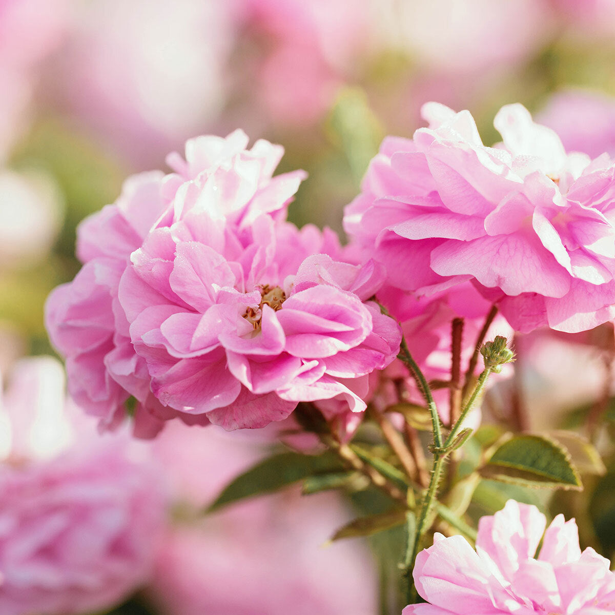In der Aromatherapie verwendet, schafft Rosen-Absolue-Öl eine romantische Atmosphäre, reduziert Stress und Angst und hebt die Stimmung.