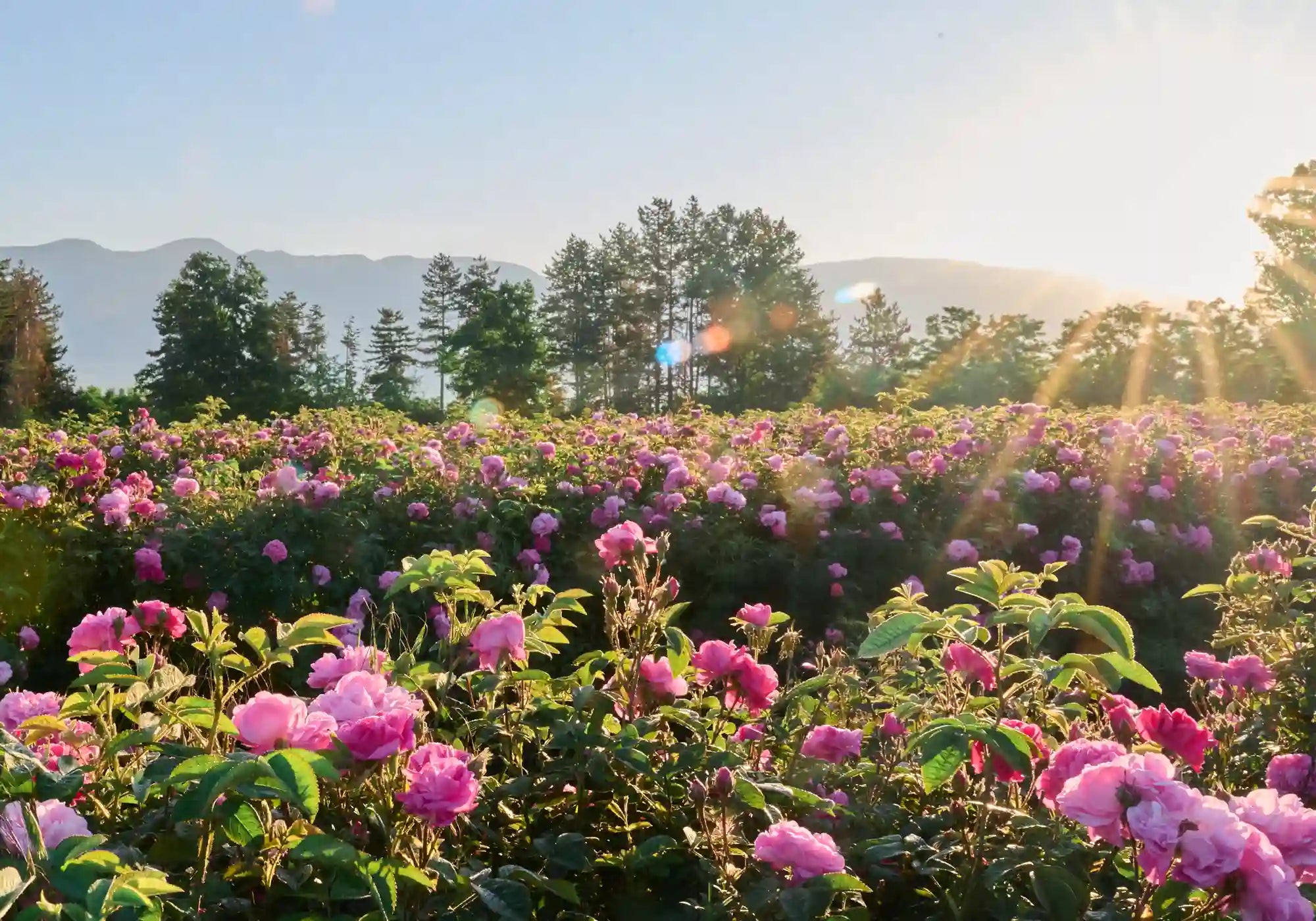 Alteya Organics rosenfelder