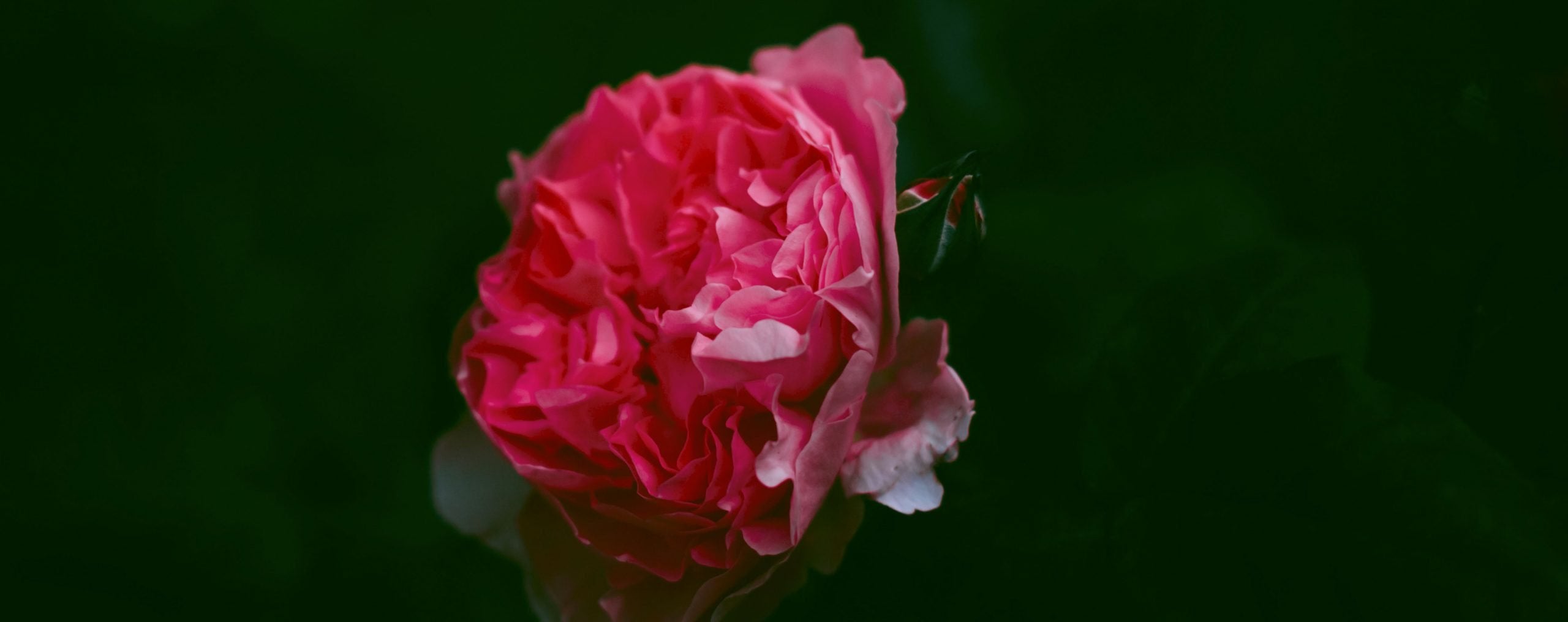 Alteya ist ein etabliertes bulgarisches Unternehmen, das sich auf den Anbau und die Ernte der hochwertigsten zertifizierten bulgarischen Bio-Rose (Rosa damascena) spezialisiert hat; Dampfdestillation unseres eigenen biologischen bulgarischen Rosenöls und dessen Export an Kunden auf der ganzen Welt. Unser Fokus liegt auf der Produktion des hochwertigsten bulgarischen Rosenöls, das auf den Weltmärkten erhältlich ist.