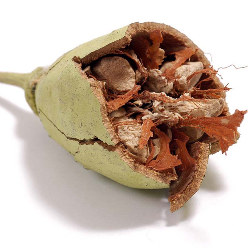 bio baobab öl
