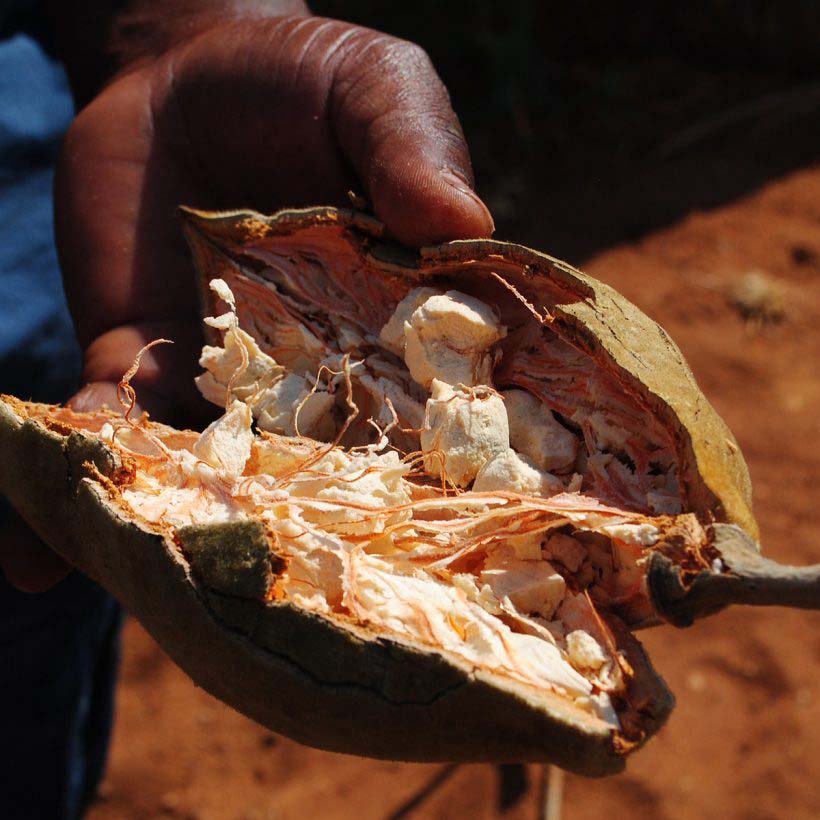 bio baobab öl