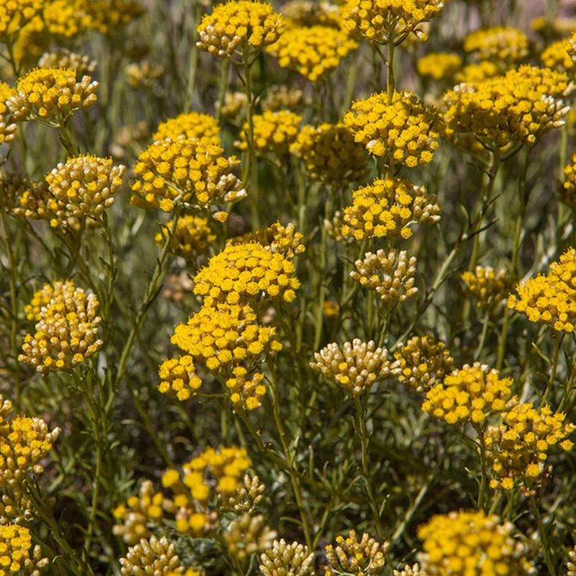 helichrysum