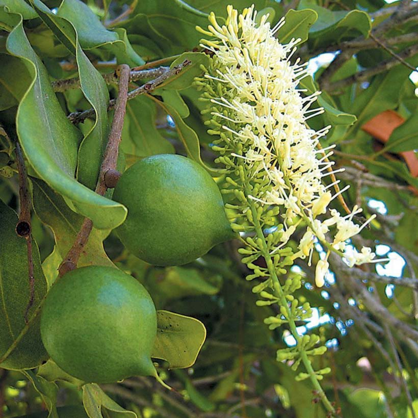 bio macadamiaöl macadamia integrifolia