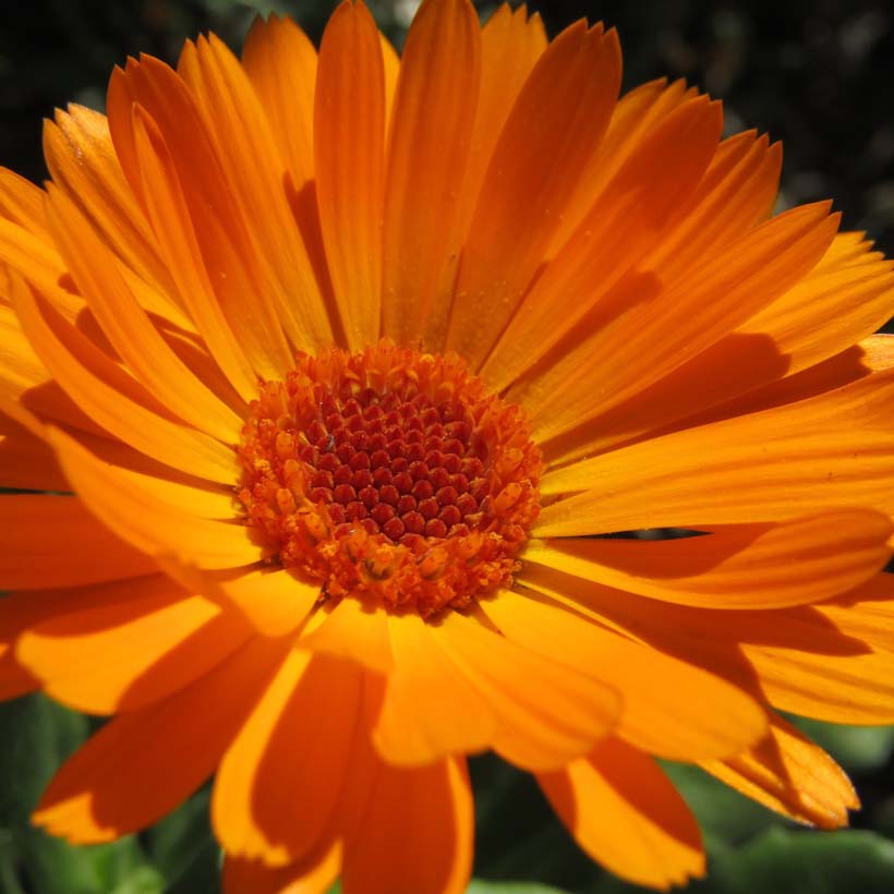 bio-ringelblumenol-tragerole