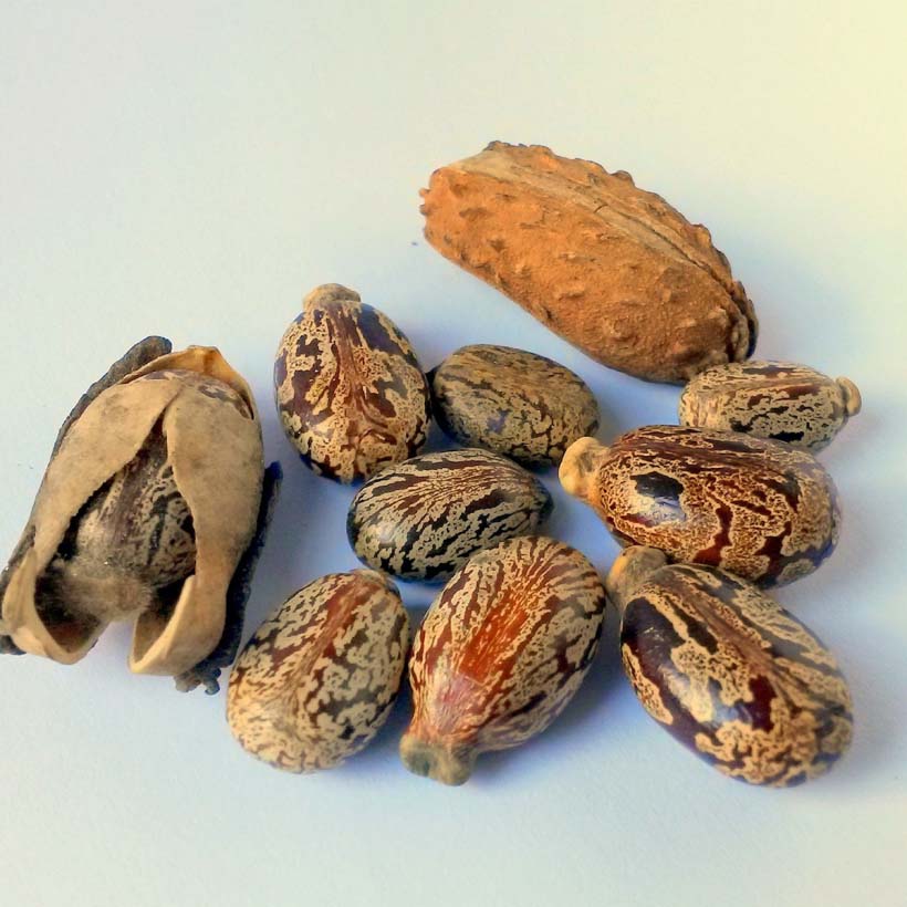 bio-rizinusol-trägeröle