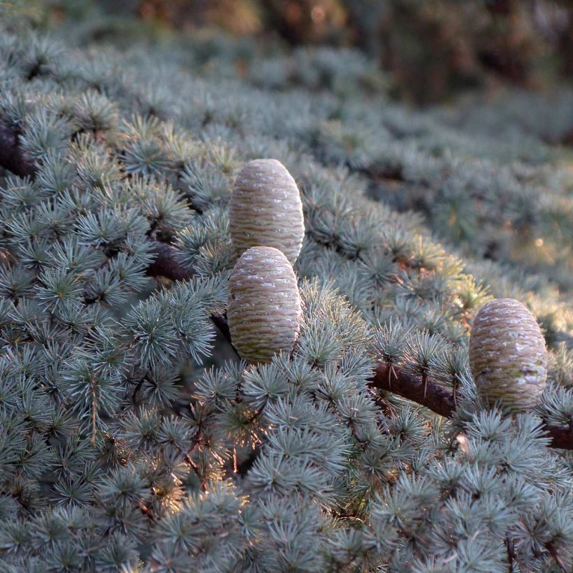 bio zedernholzöl cedrus deodara