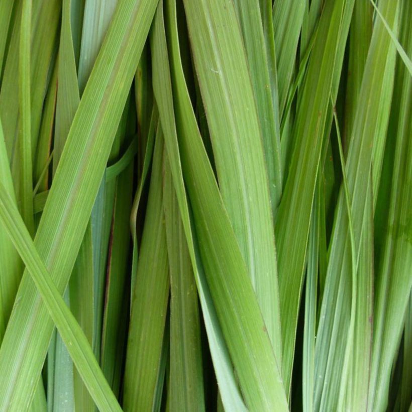 bio zitronengrasöl