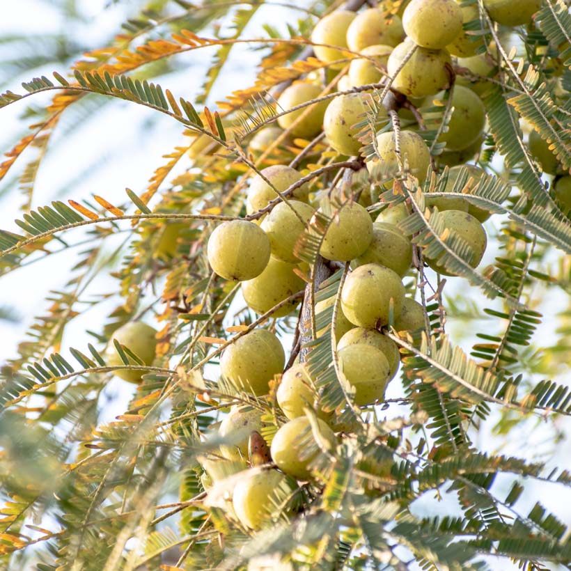 amla öl