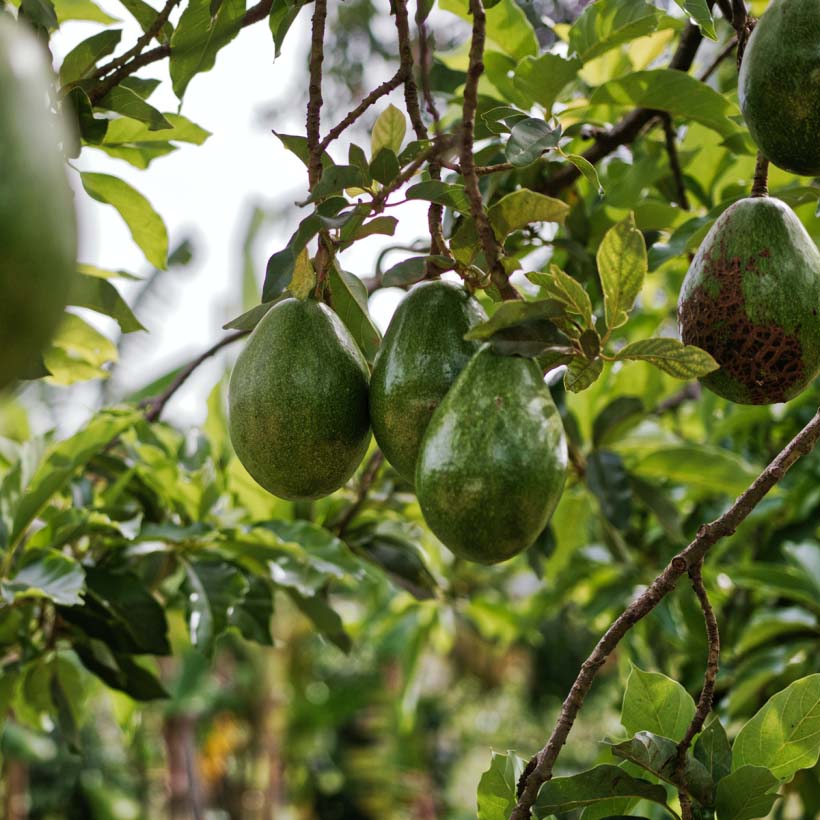 bio avocadoöl