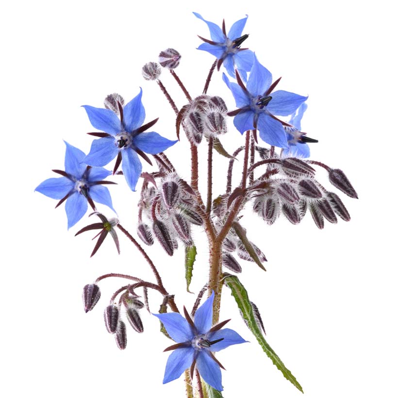 bio borretschöl