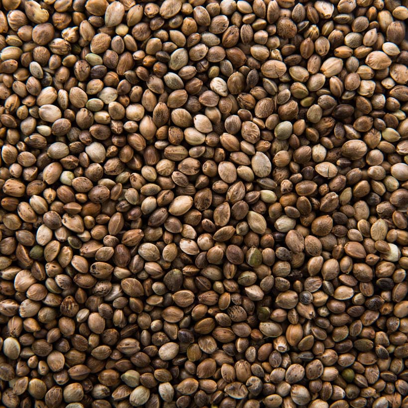 bio hanfsamenöl cannabis sativa