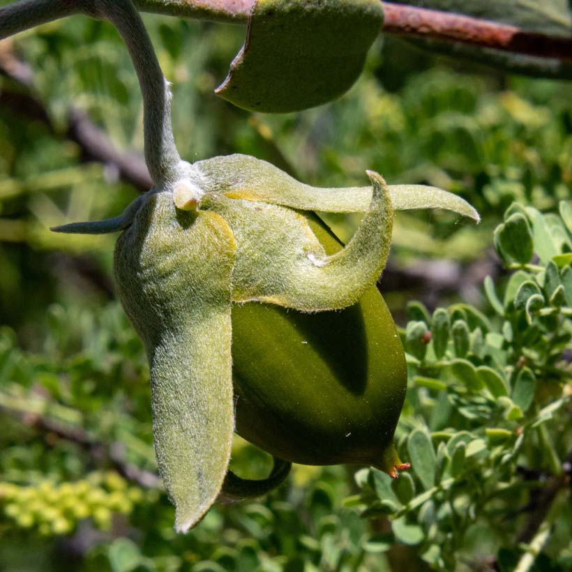 bio jojobaöl simmondsia chinensis