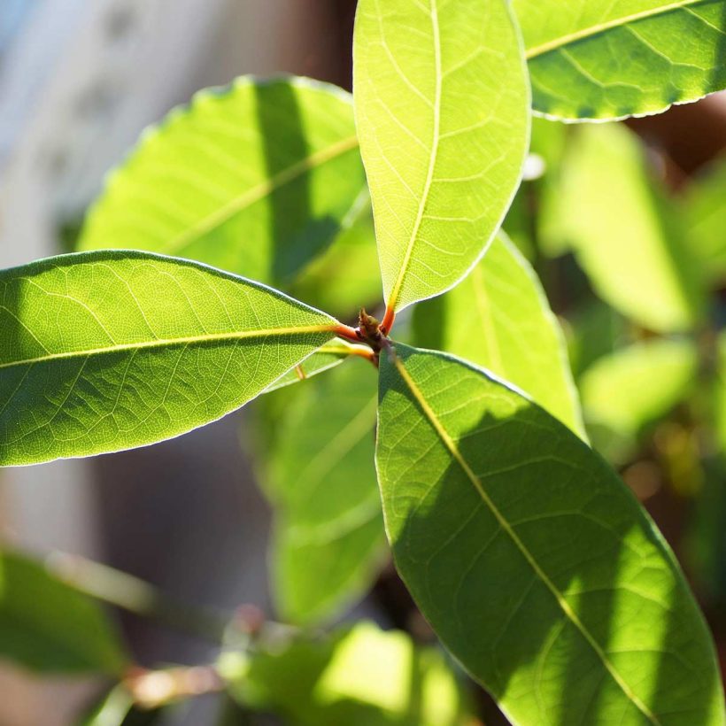 bio lorbeerblätter öl