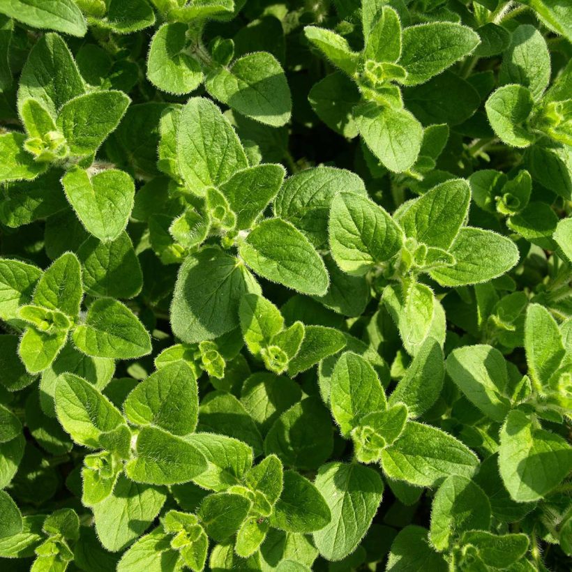 oregano öl
