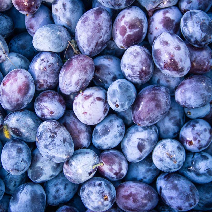bio pflaumenkernöl prunus domestica