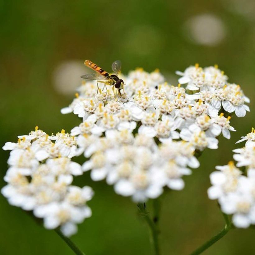 bio schafgarbenblauöl
