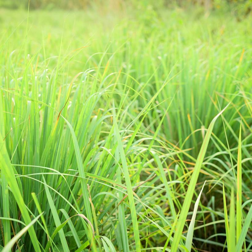 bio zitronengrasöl cymbopogon citratus