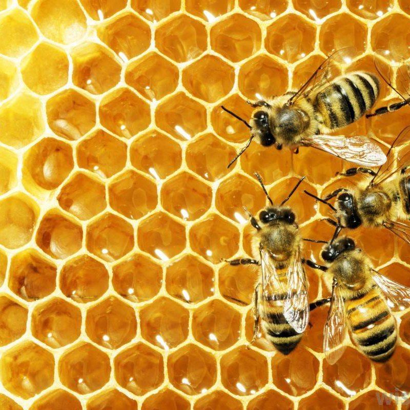 biologisches bienenwachs wachse und-extrakte
