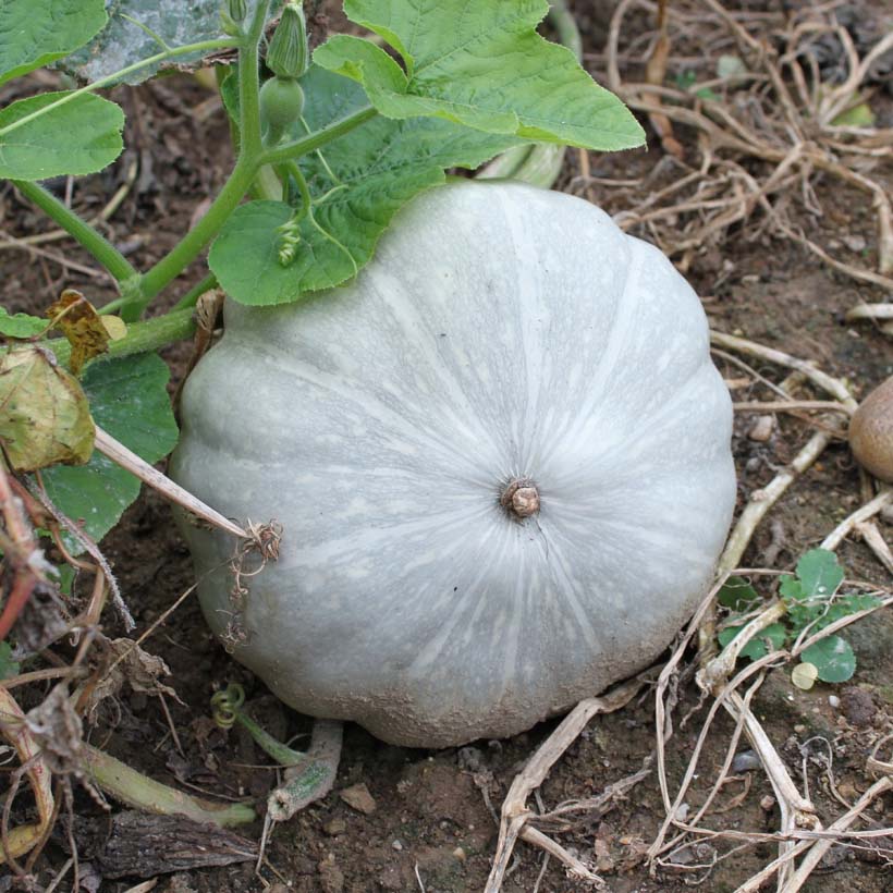 cucurbita pepo