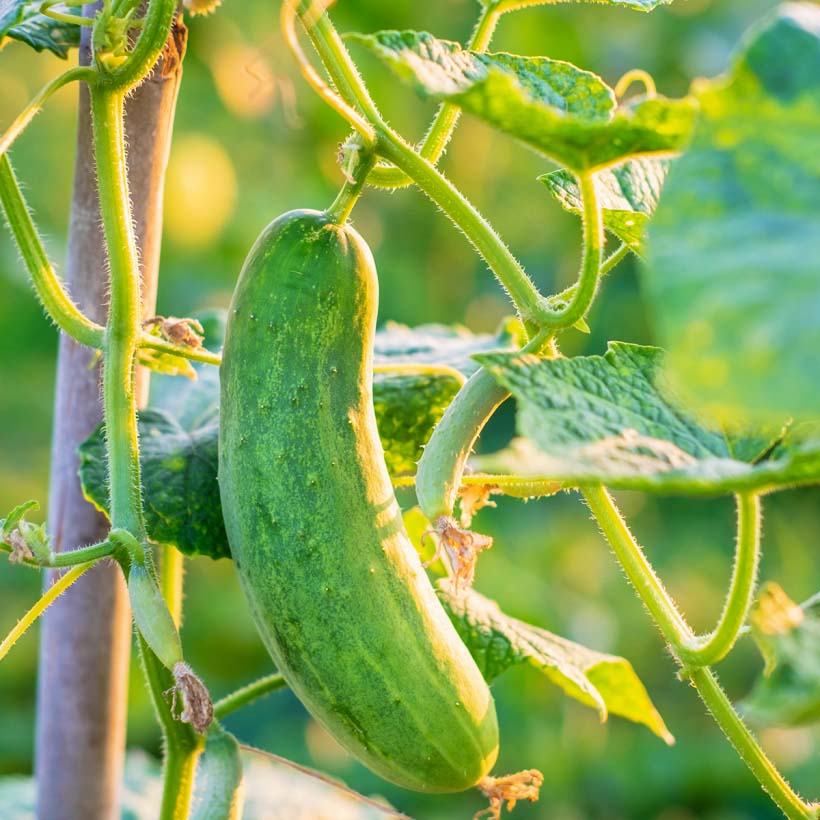 gurkenöl cucumis sativus