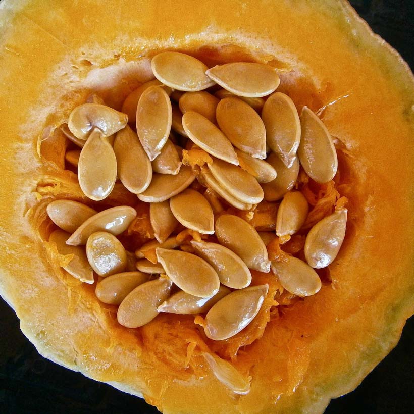 bio kürbiskernöl cucurbita pepo