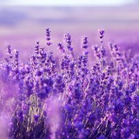 lavendel