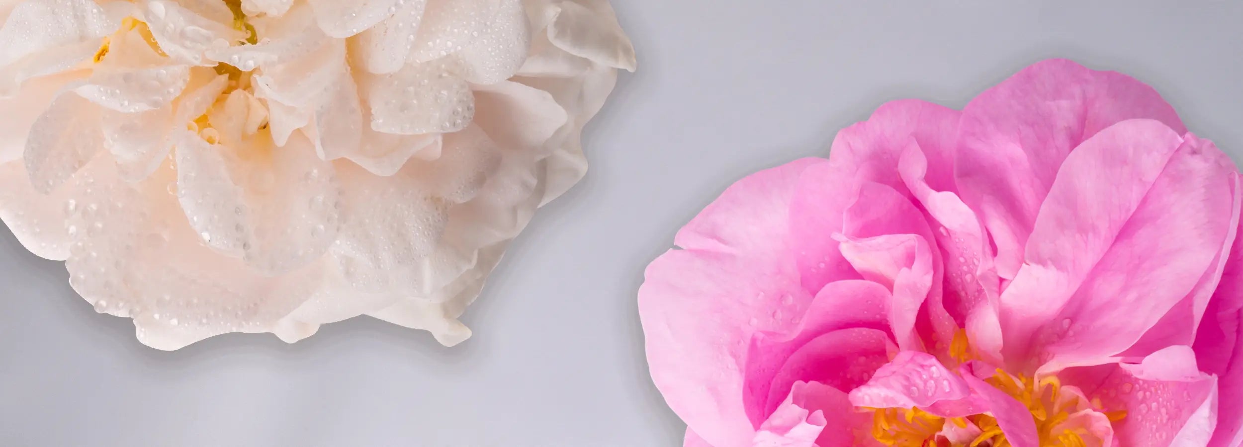 Rose beauty synbiotic rosa damascena und rosa alba