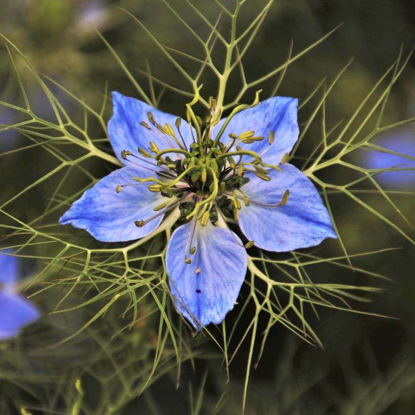 schwarzkümmelöl nigella sativa