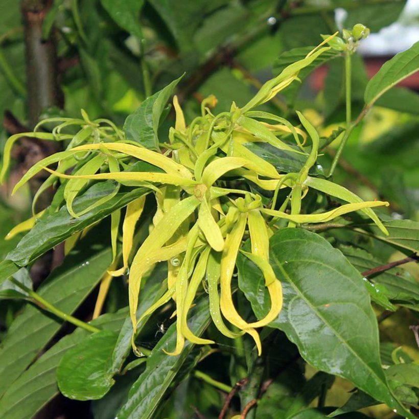 bio ylang-ylang öl