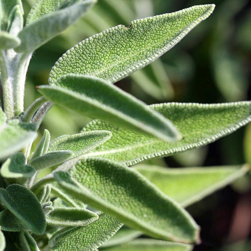 Salbeiöl wird auch verwendet, um Muskel- und Gelenkschmerzen zu lindern, Verdauungsprobleme zu lindern und Hauterkrankungen wie Dermatitis und mehr zu lindern.  Ätherisches Salbeiöl lässt sich gut mit Bergamotte, Geranie, Ingwer, Lavendel, Zitrone, Orange, Rosmarin und Teebaum kombinieren.