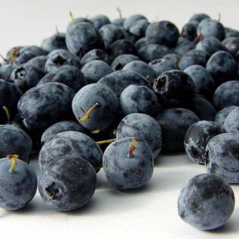 acai öl euterpe oleracea