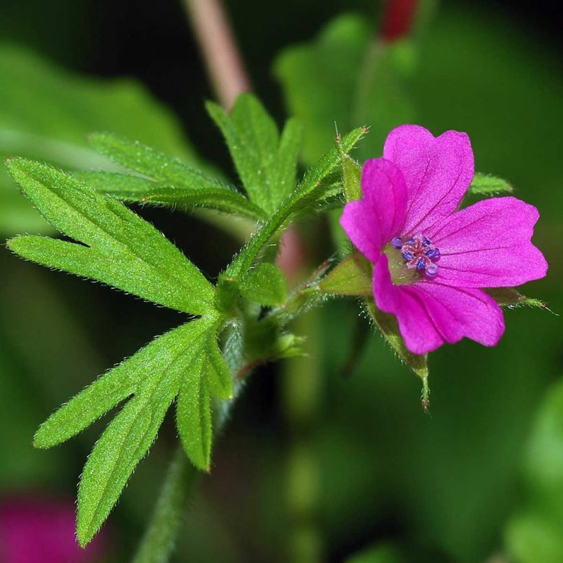 Organic-Geranium-Oil