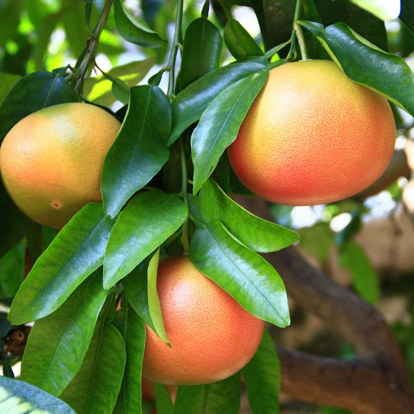 Bei der Verwendung in der Haarpflege hat Grapefruitöl bekanntermaßen eine ausgleichende und stimulierende Wirkung auf die Kopfhaut und fördert ein gesundes Haarwachstum.  Sein heller Duft macht dieses Öl für eine Vielzahl von hausgemachten Parfüms vorteilhaft.