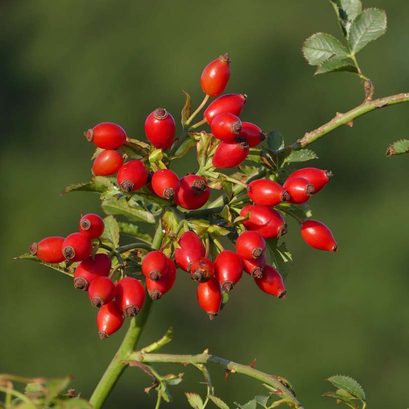 bio-hagebuttenkernol-trägeröle