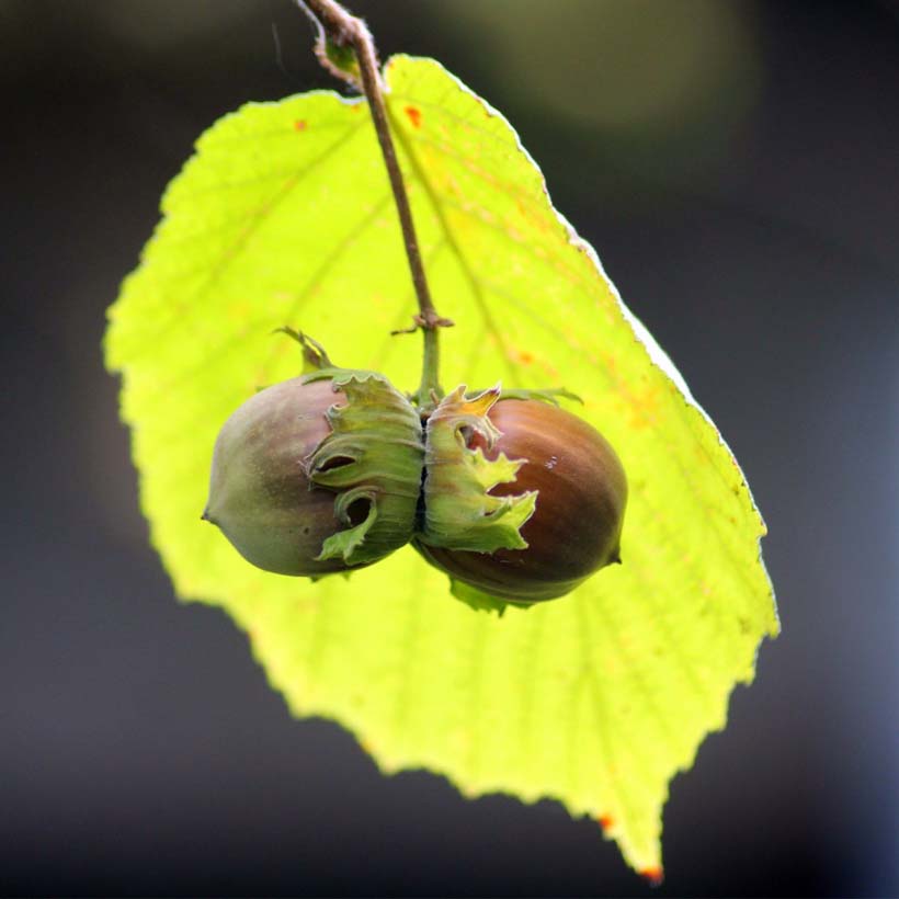 bio-haselnussol-tragerole