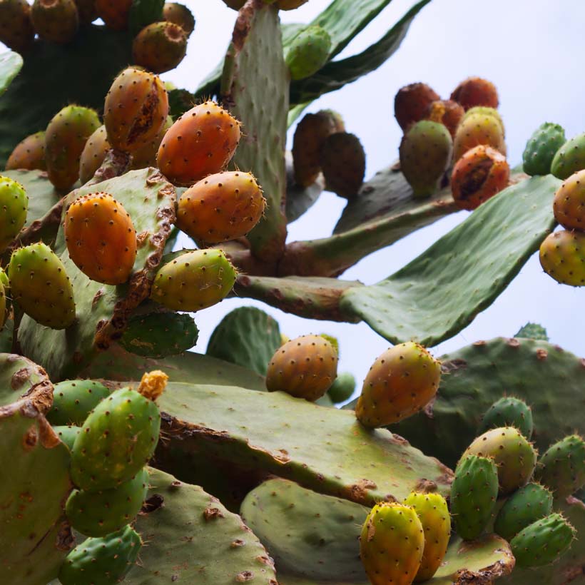 bio kaktusfeigenöl opuntia ficus indica