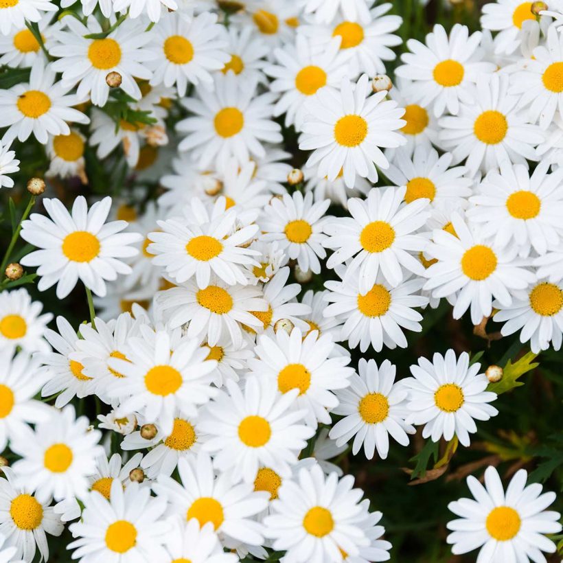 Geben Sie ein paar Tropfen deutsches Kamillenöl in einen Diffusor oder eine Aromalampe, um Ihren Geist zu beruhigen und Gefühle von Stress oder Nervosität zu überwinden.  Machen Sie eine Inhalation mit kochendem Wasser und ein paar Tropfen deutscher Kamille, um Übelkeit zu lindern. Sie können auch versuchen, der Mischung Pfeffer und Lavendel hinzuzufügen, um optimale Ergebnisse zu erzielen.