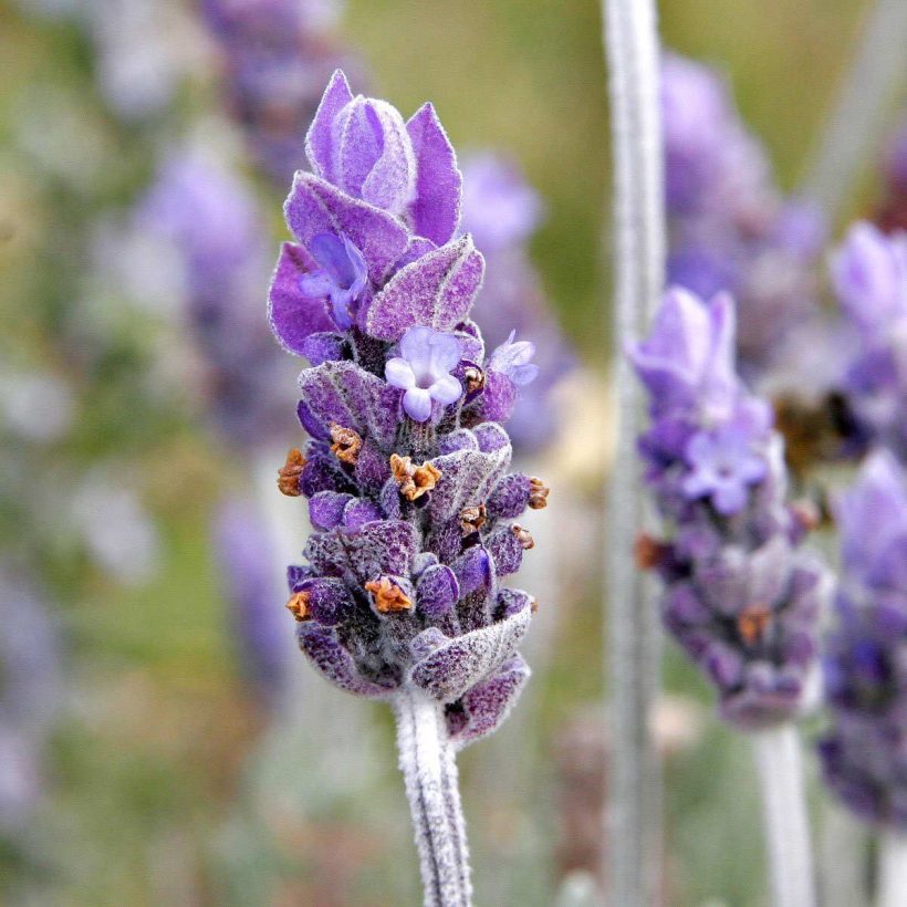 Bei der Verwendung in der Aromatherapie hilft Lavendelöl, Stress abzubauen, indem es die Gehirnknoten entspannt. Es wird angenommen, dass es bei manchen Menschen eine positive Wirkung auf Depressionen haben könnte, indem es den Hormonspiegel ausgleicht und das Gefühl nervöser Anspannung reduziert. Aufgrund seiner beruhigenden und entspannenden Eigenschaften kann Lavendelöl auch zur Länge und Qualität des Schlafes beitragen.