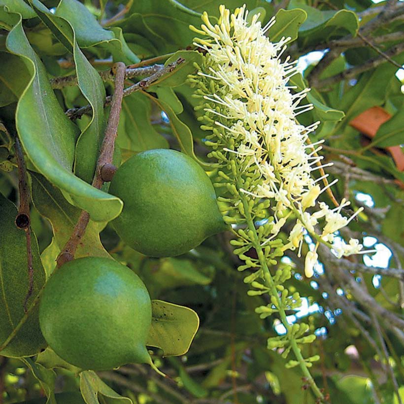 Bio-Macadamiaöl