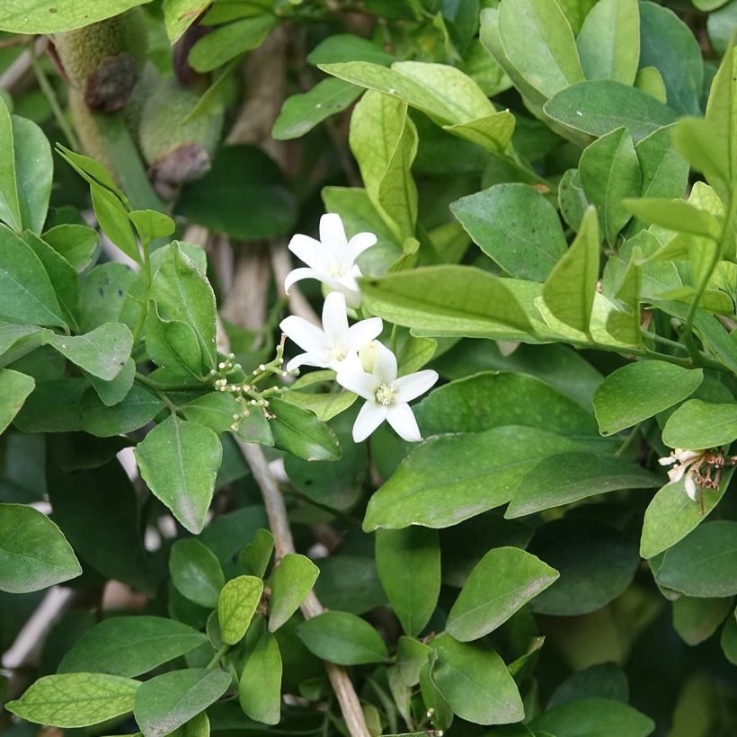 bio neroli öl