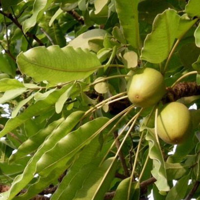 Schmelzen Sie eine kleine Menge Sheabutter zwischen Ihren Handflächen und tupfen Sie sie dann auf die Haarspitzen, um trockene Spitzen mit Feuchtigkeit zu versorgen und zu pflegen.