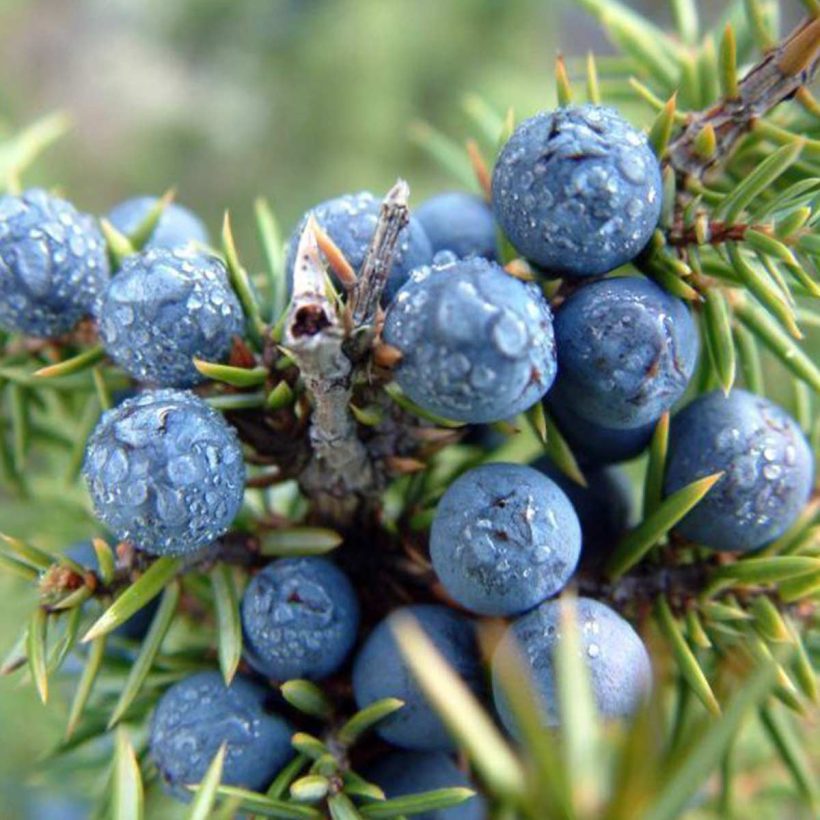 Organic-Juniper-Berry-Oil