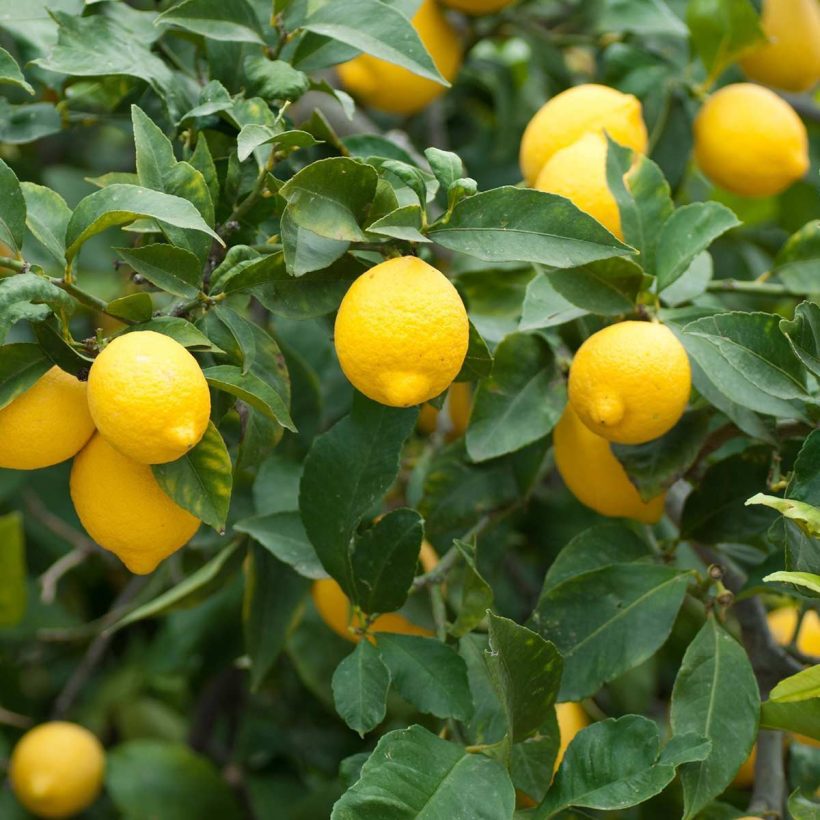 Aufgrund seiner antimikrobiellen Eigenschaften kann Zitronenöl nicht nur die Luft, sondern auch verschiedene Oberflächen reinigen.  Zitronenöl lässt sich gut mit anderen ätherischen Ölen wie Lavendel, Rose, Geranie, Rosmarin, Pfefferminze, Zimt, Nelke und anderen Zitrusölen mischen.