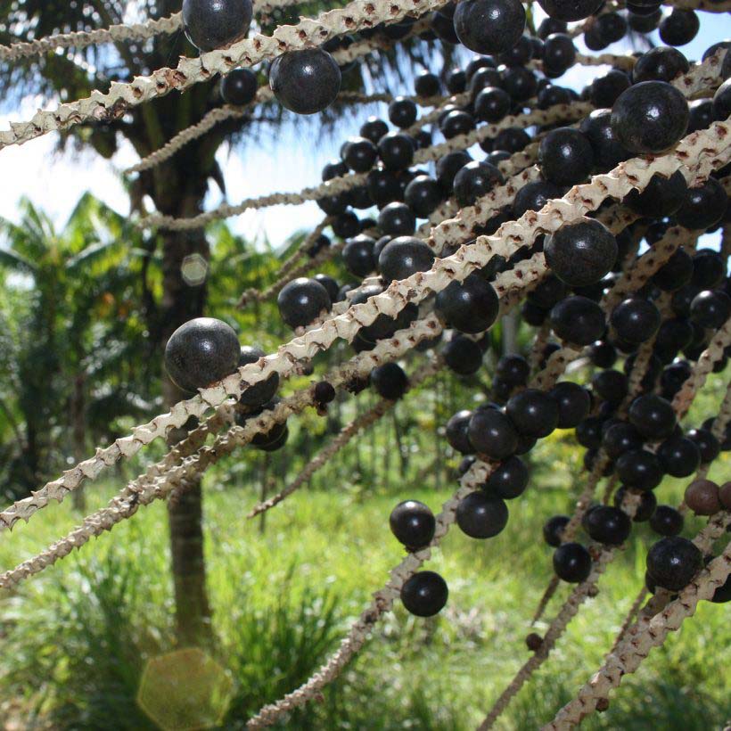 acai öl