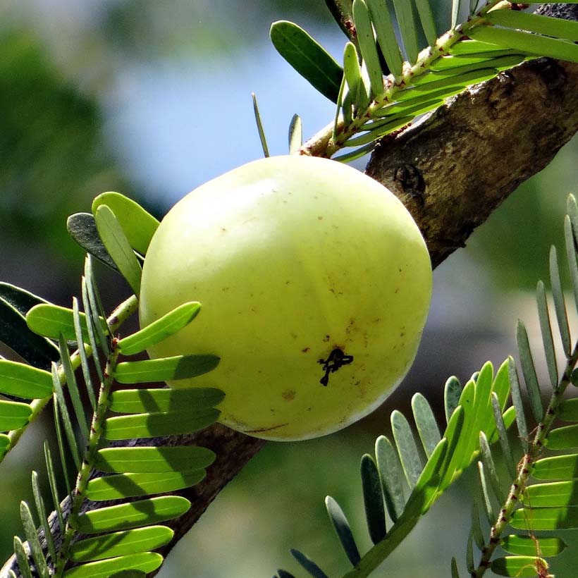 Emblica Officinalis (Amla) Fruit Еxtract*, Helianthus Annuus (Sunflower) Oil*, Sesamum Indicum (Sesame) Seed Oil, Glycine Soja (Soybean) Oil