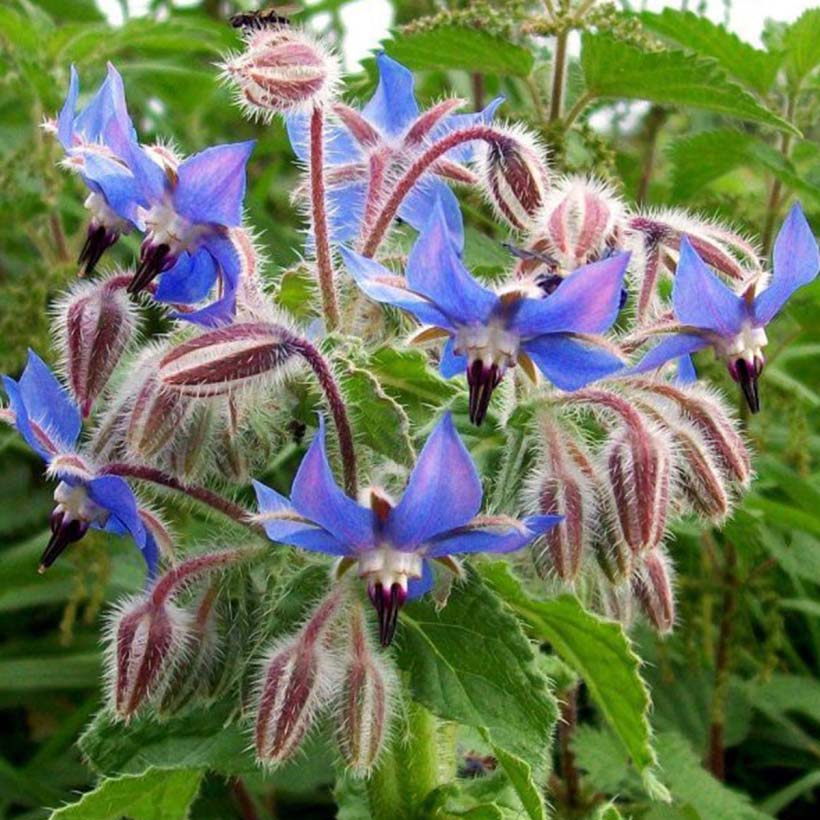 bio borretschöl borago officinalis
