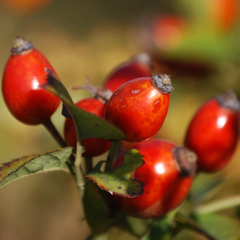 bio hagebuttenöl rosa canina